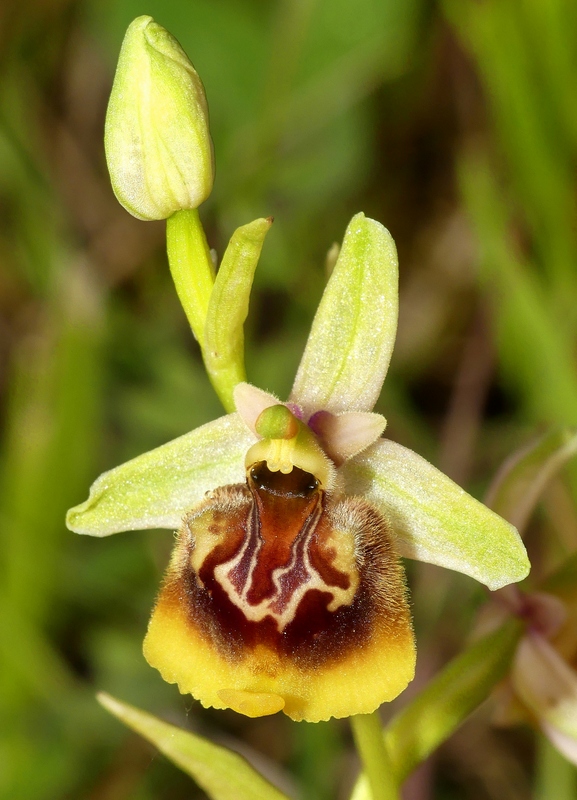 Ophrys lacaitae tra introgressioni e forme ibride � Molise 2023.